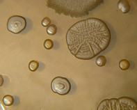 water bacteria water bacteria